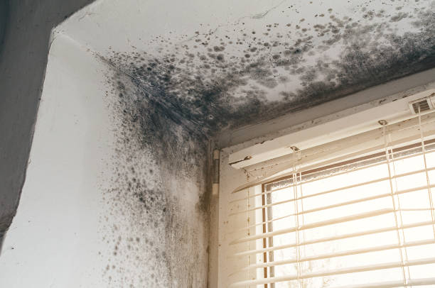 Affordable Hvac And Air Duct Mold Remediation solutions in Georgetown, MA
